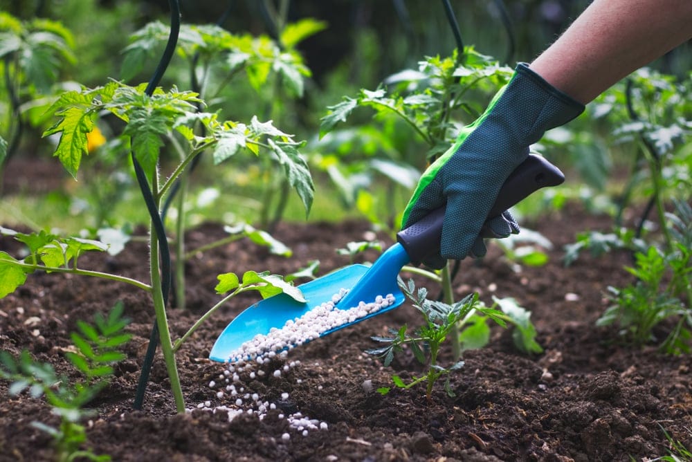 best pepper fertilizers