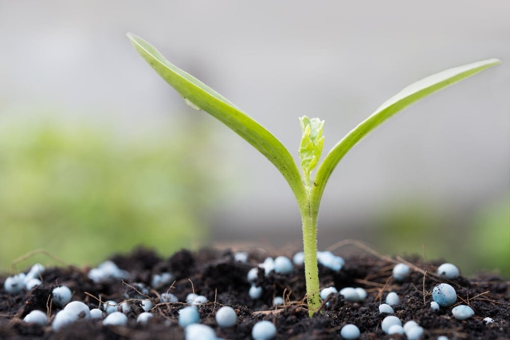 best pepper fertilizers