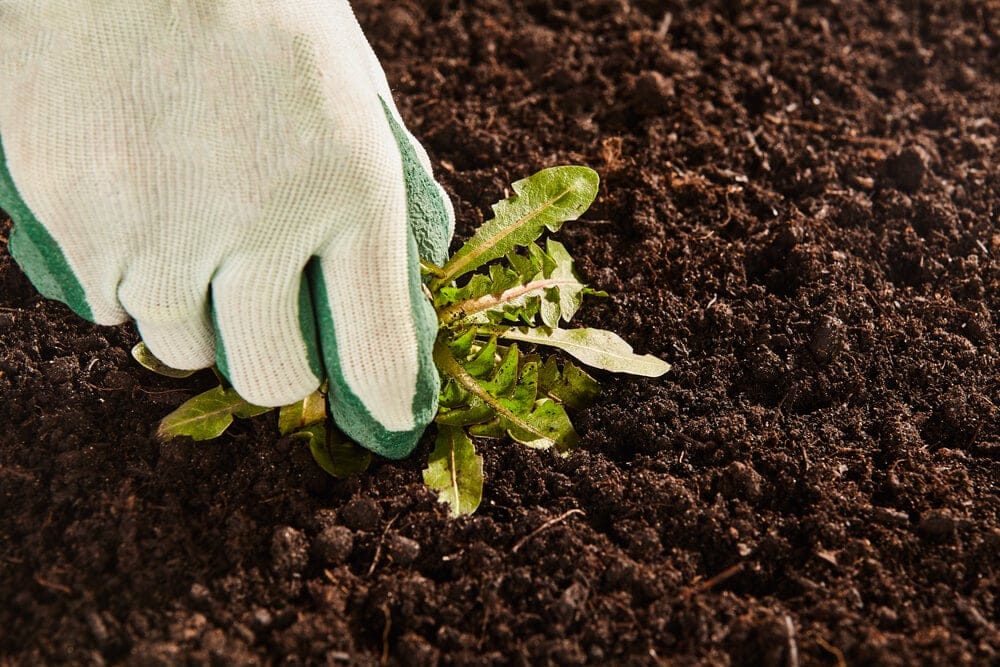 weeding fall garden cleanup