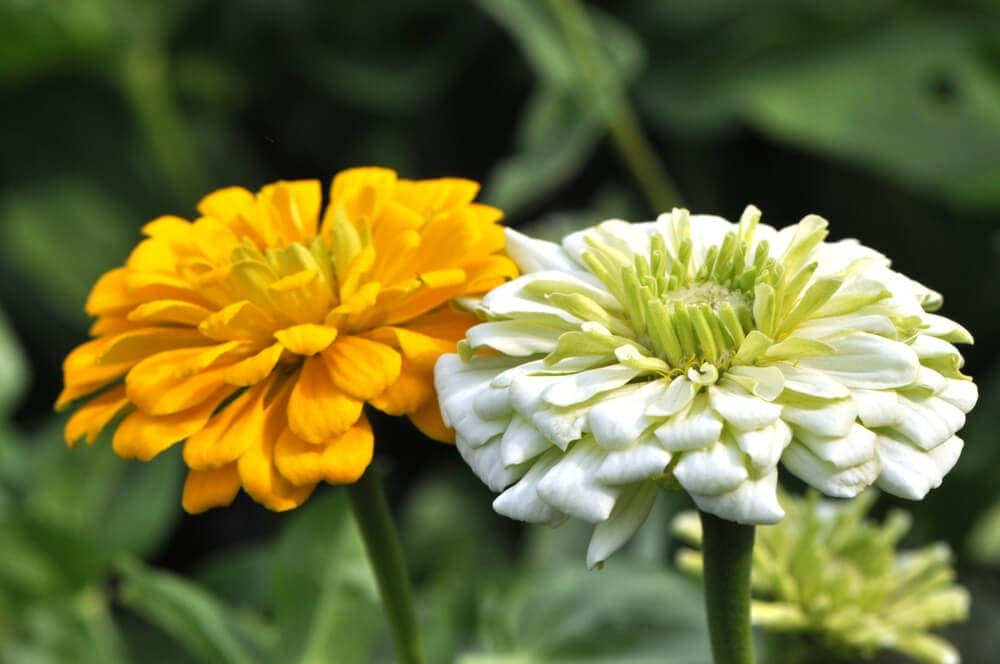zinnia