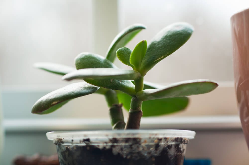 Jade Plant Care