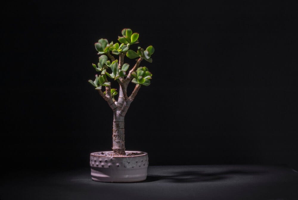 blue bird jade plant