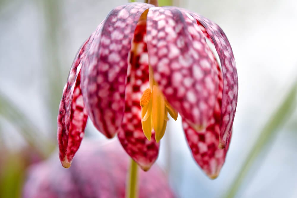 checkered fritillaria