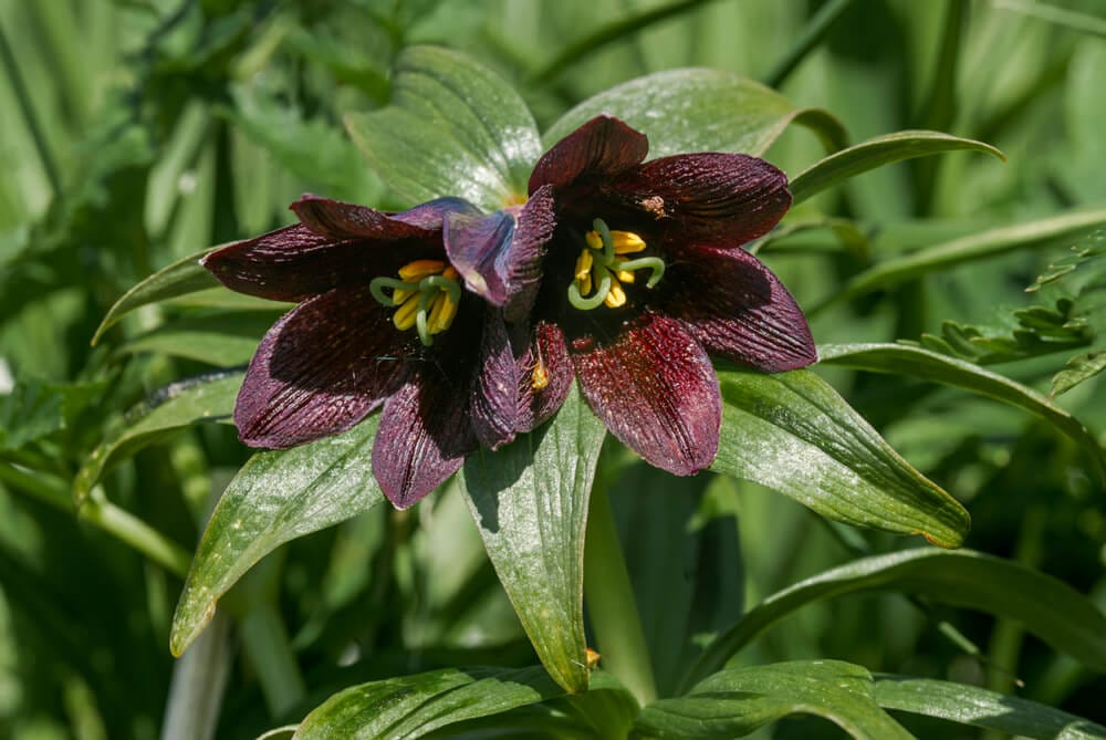 chocolate lily fritillaria