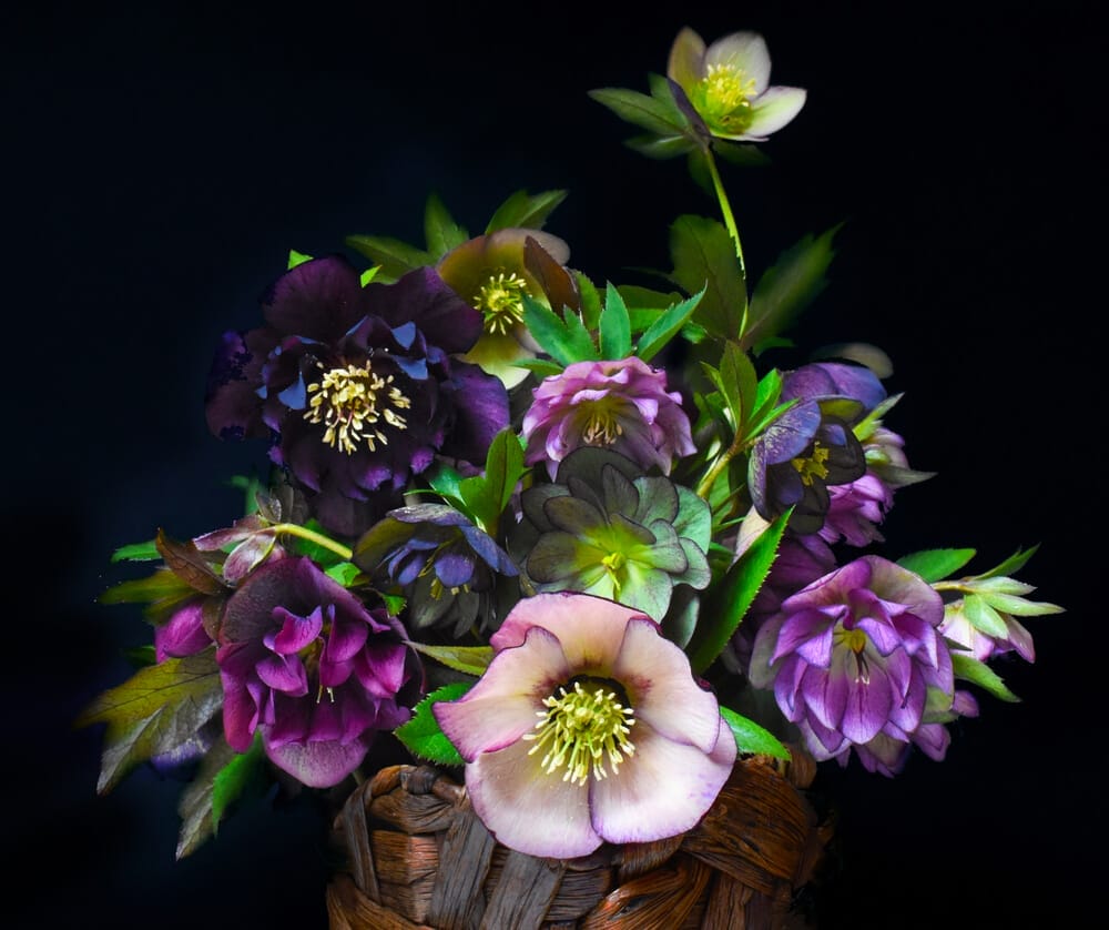 cut hellebores