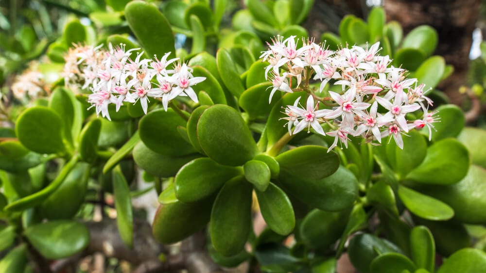 pink jade plant