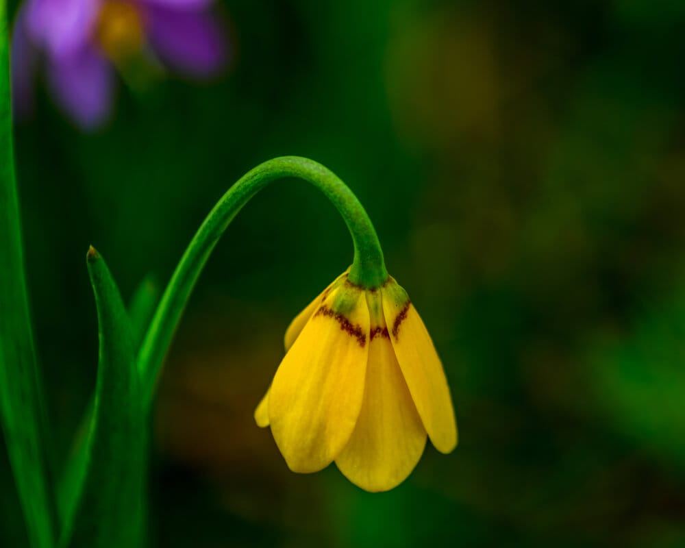 pointed petal fritillaria 