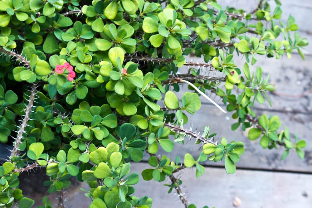 flowering crown of thorns