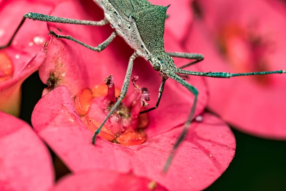 crown of thorn pests