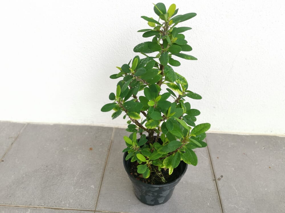 Caring for Crown of Thorns