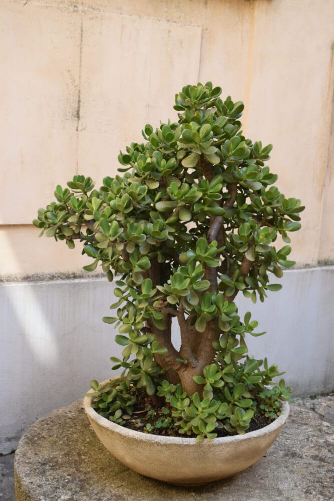 Storing Jade Plants