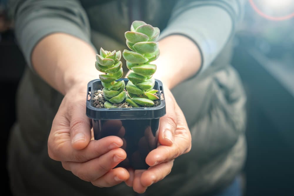 Pruning Jade Plants