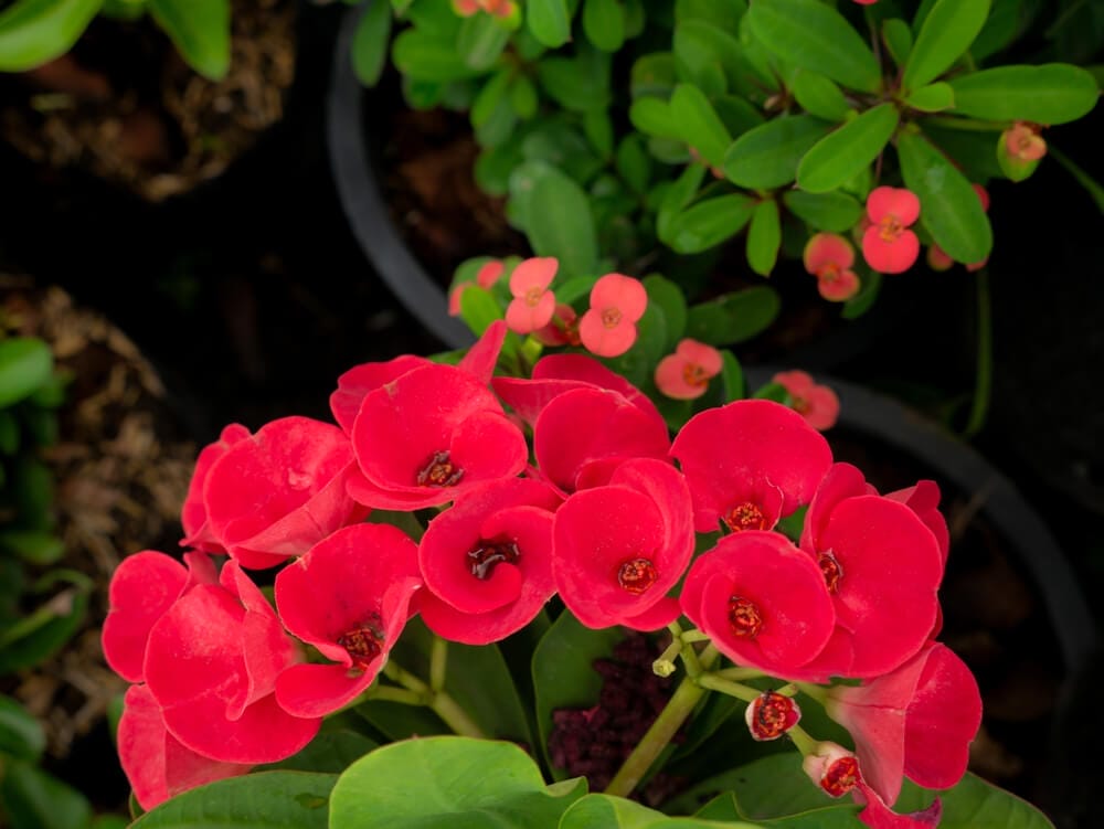 Crown of Thorns Plant
