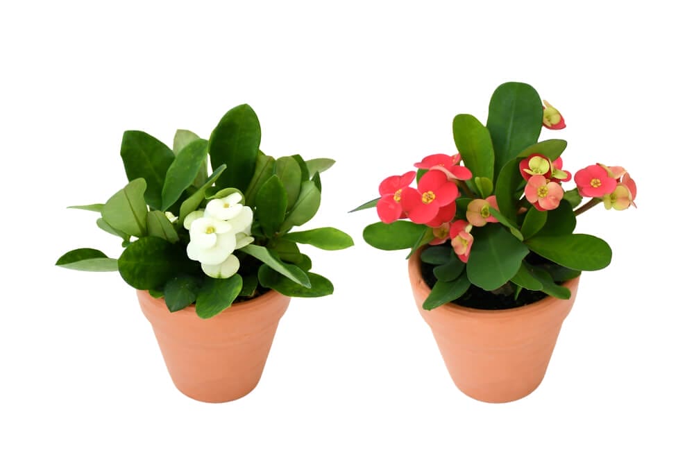 how to grow crown of thorns outside