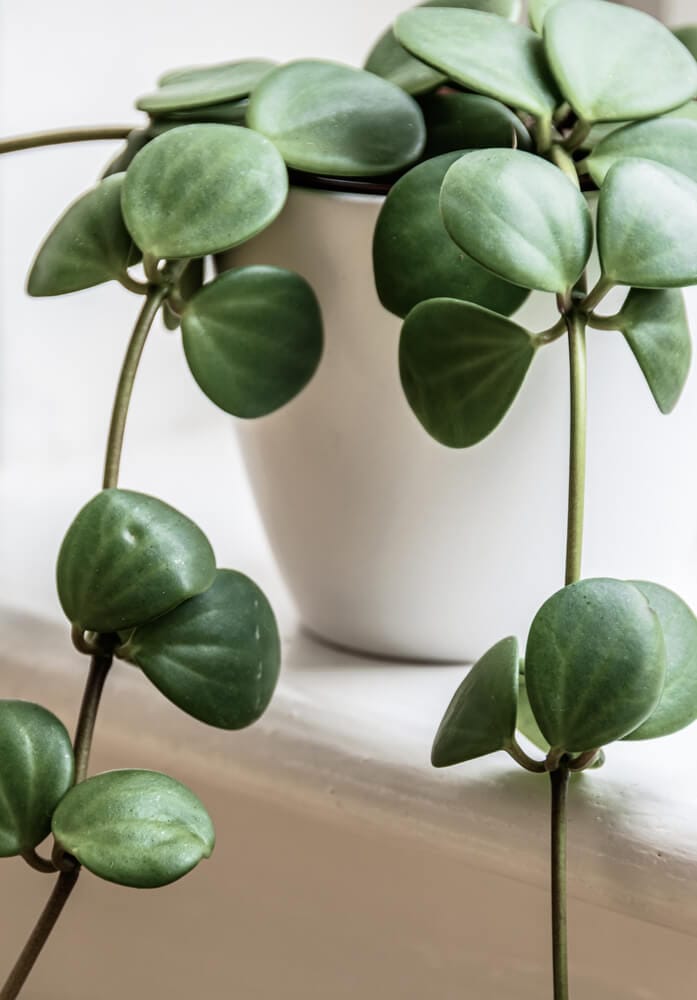 jade plant uses