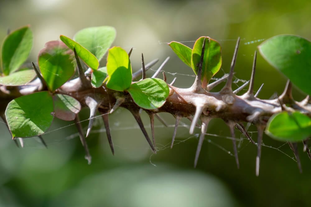 How to Grow Crown of Thorns Indoors