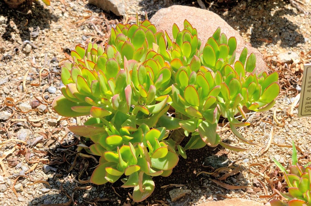 Jade Plant Flowers