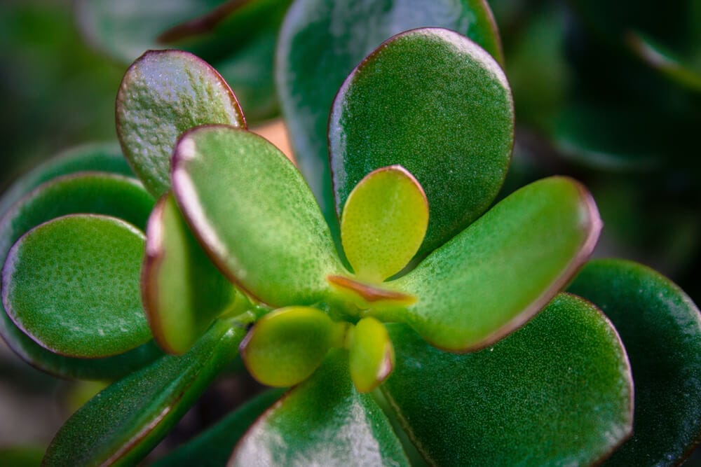 Growing Jade Plants