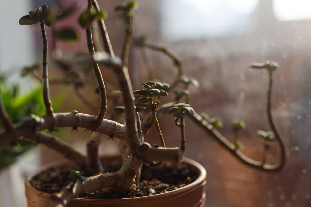 Jade Plant Pests