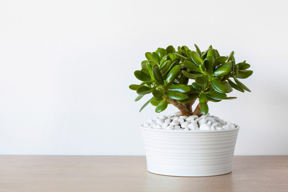 Jade Plant Types