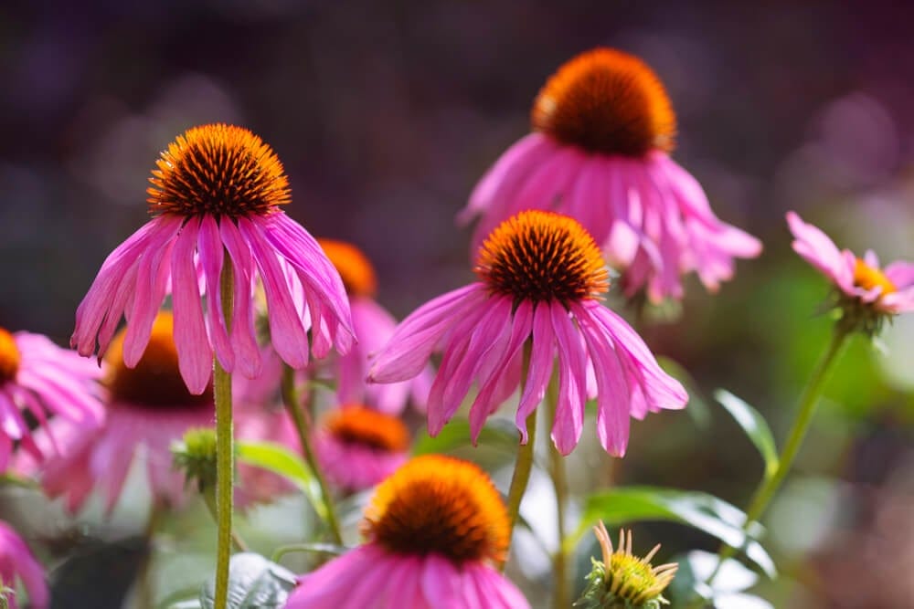 coneflower