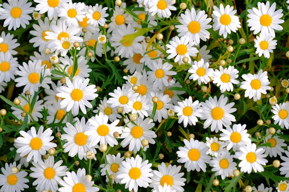 daisies