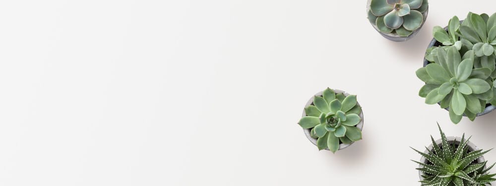 succulent uses