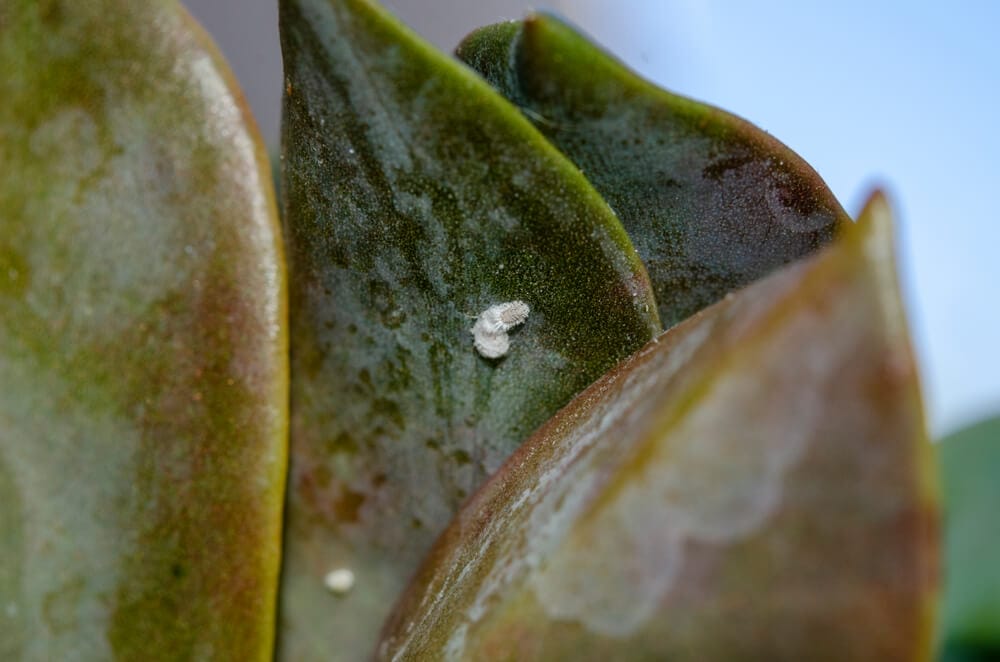 succulent pests