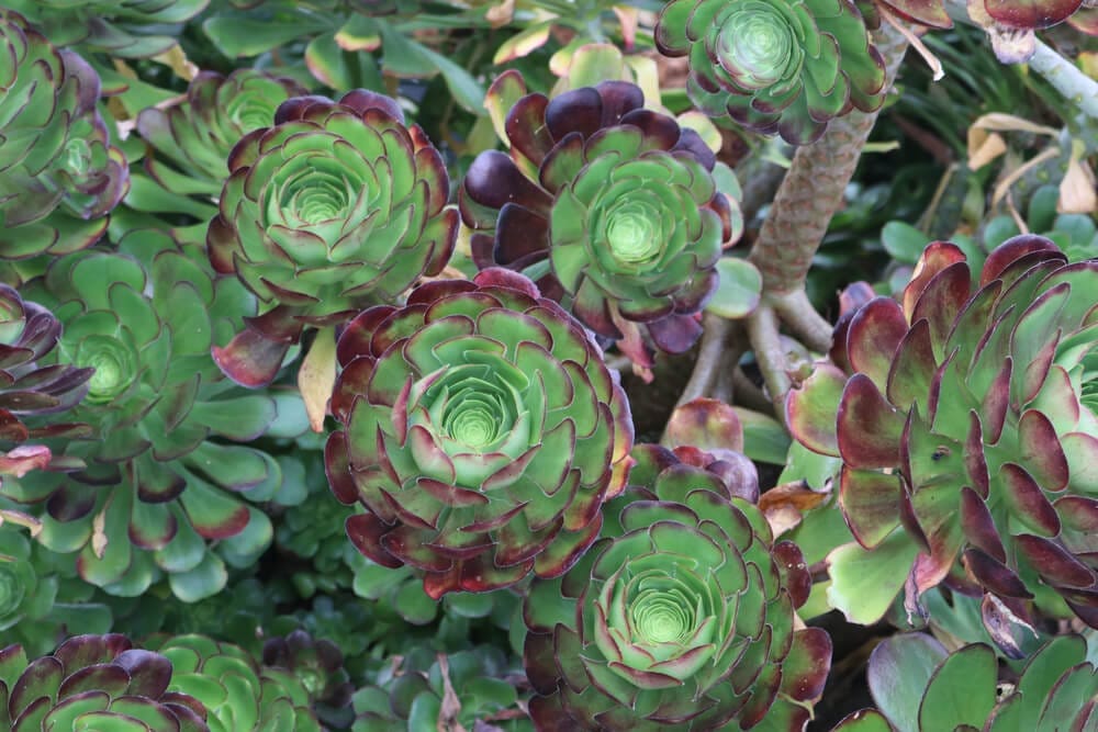 how to grow succulents