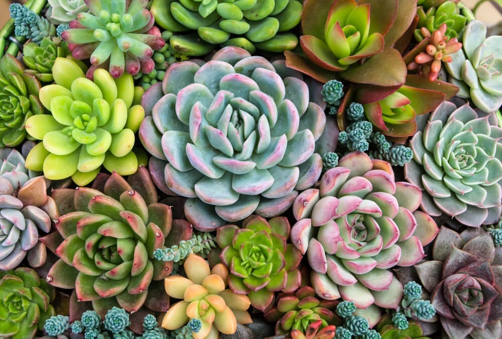 How to Grow Succulents Indoors