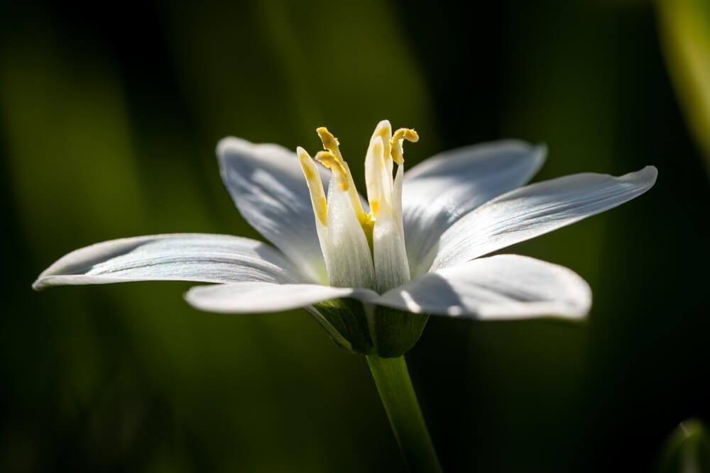 Star of Bethlehem flower