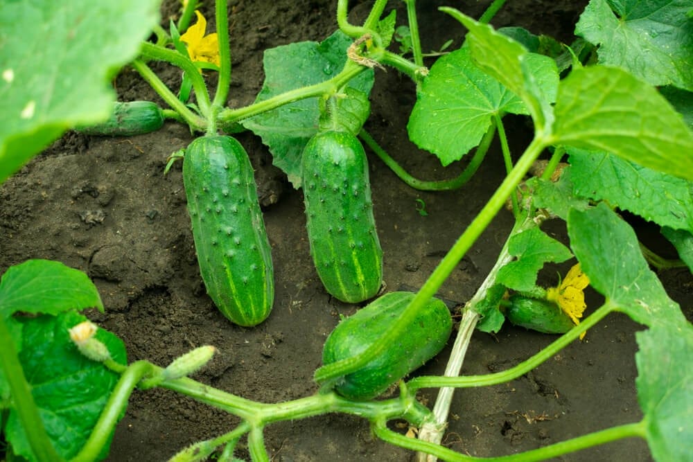 cucumbers growing