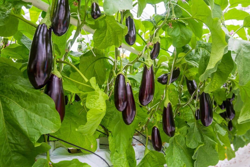 eggplant growing
