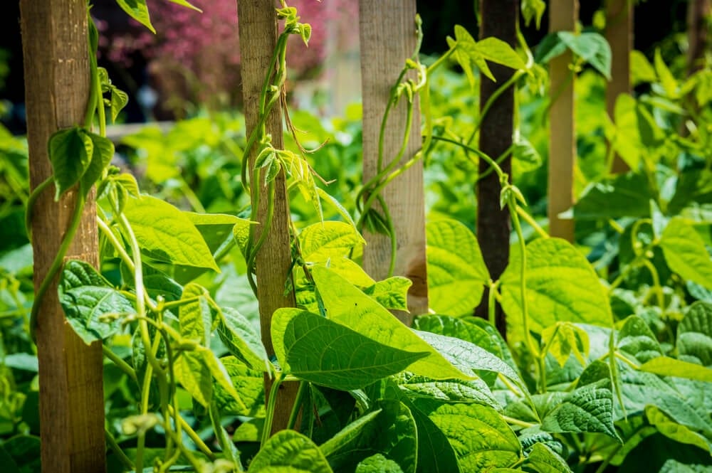 green beans growing