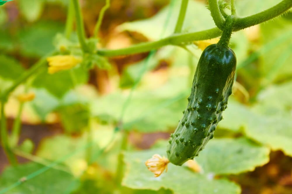 growing cucumbers