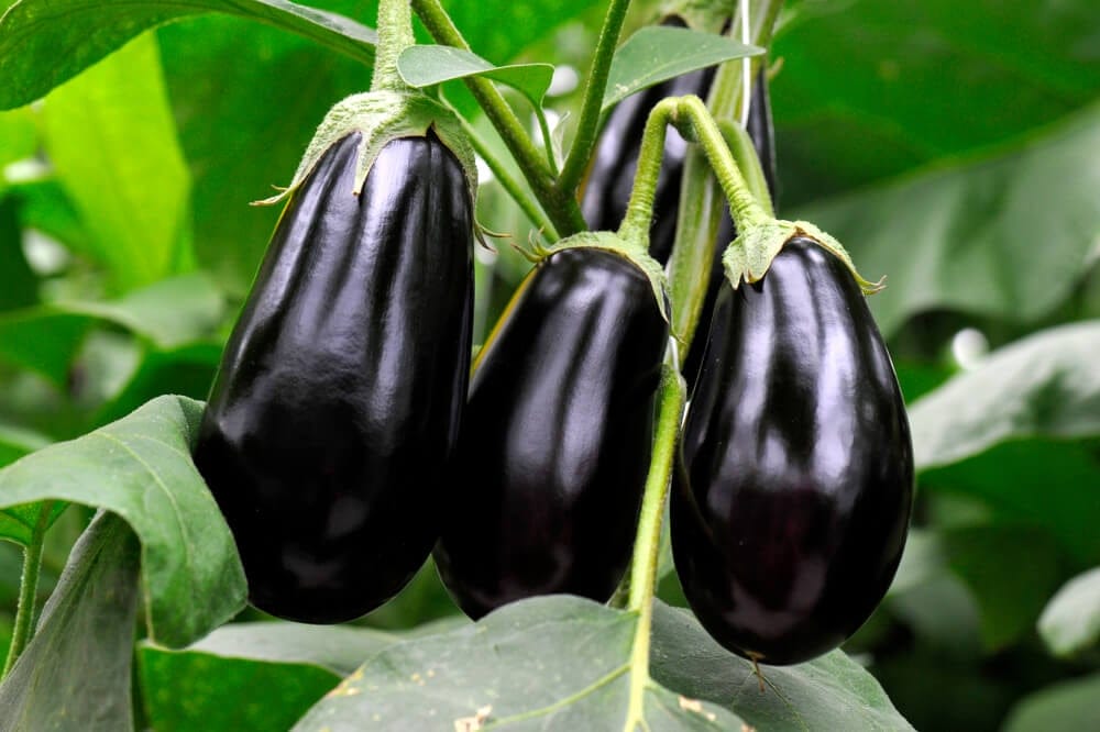growing eggplant