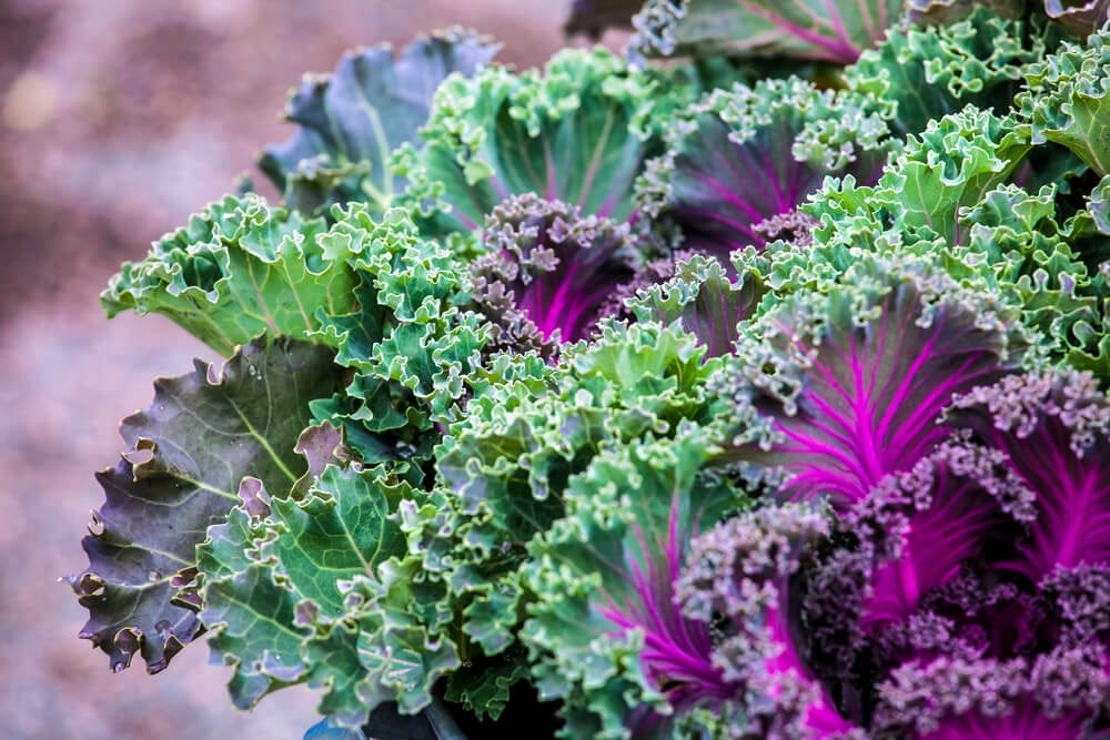 growing kale
