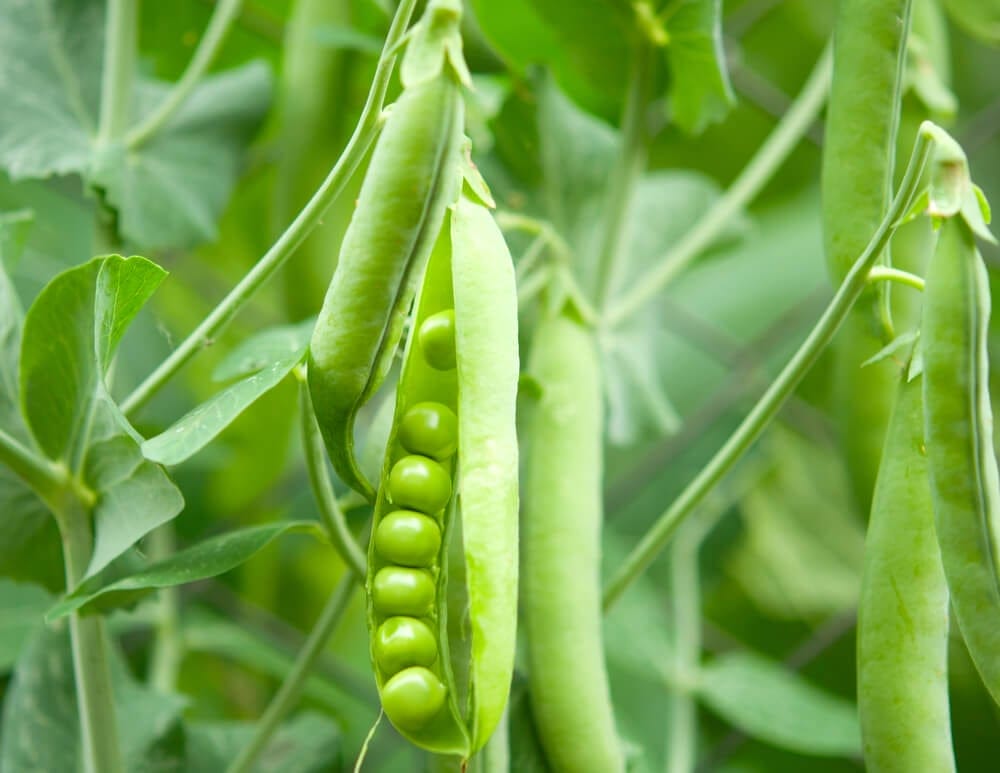 growing peas