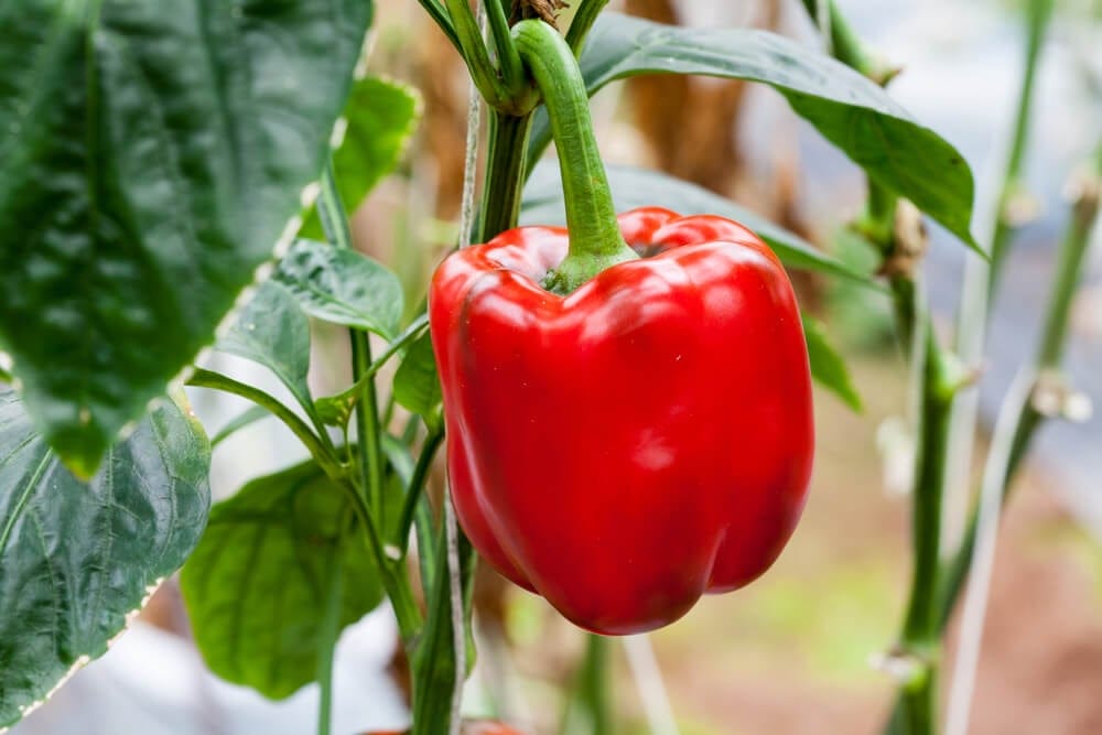 growing peppers