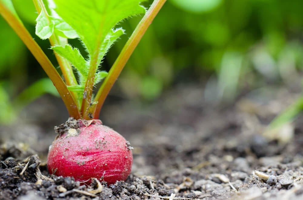 growing radishes