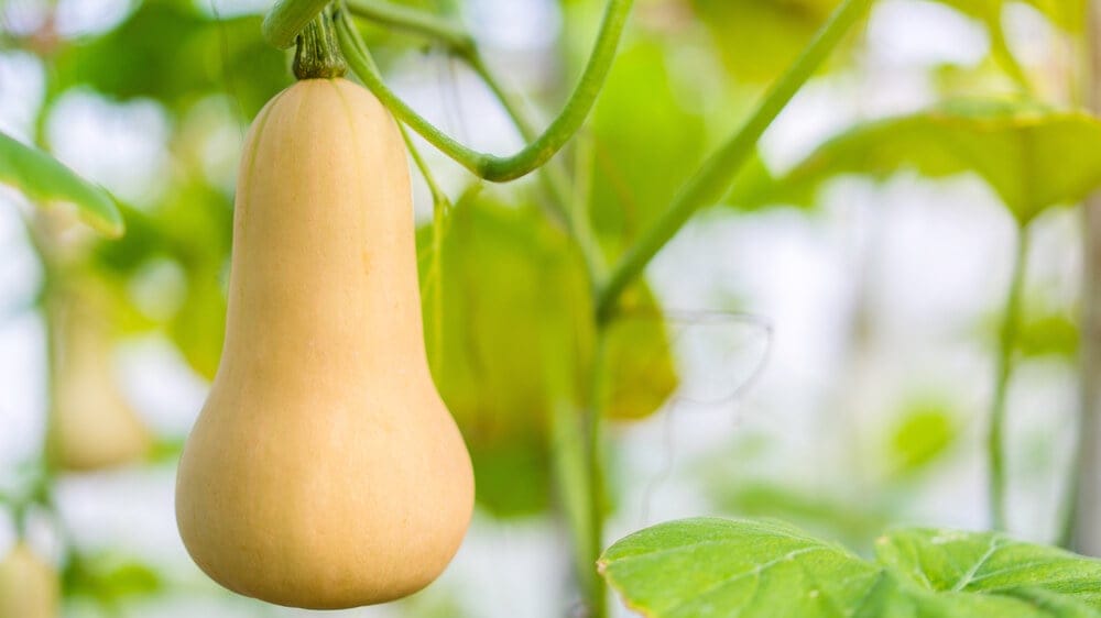 growing squash
