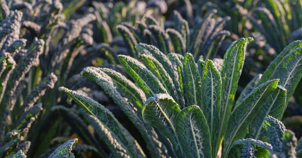 kale growing