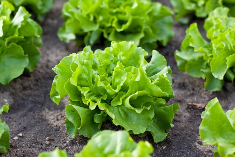 lettuce growing