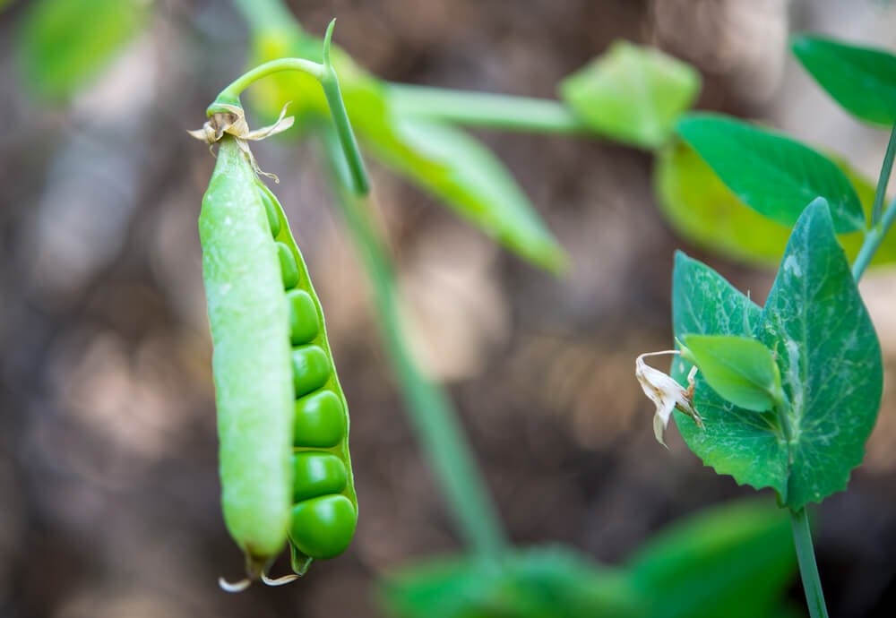 peas growing in Tennessee