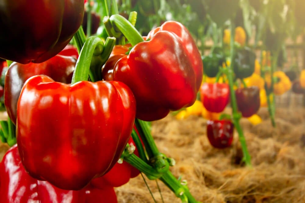 peppers growing