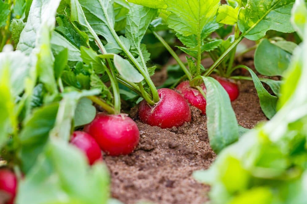 radishes growing