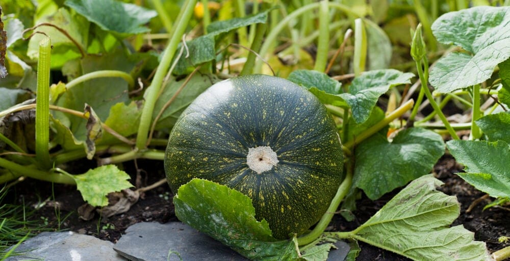 squash growing