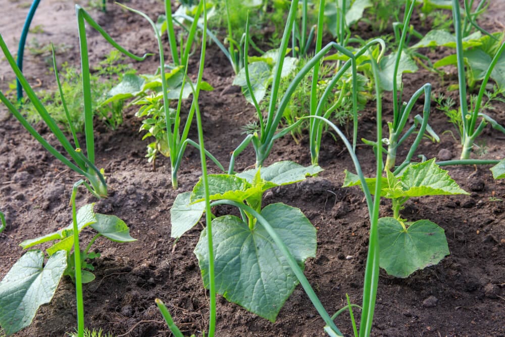 vegetable garden