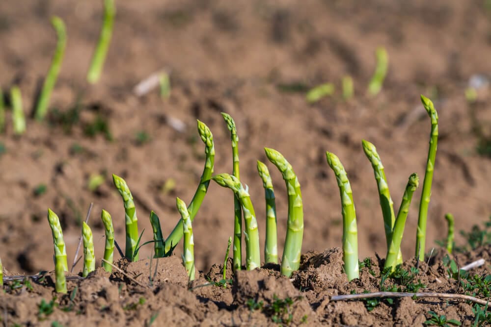 asparagus growing