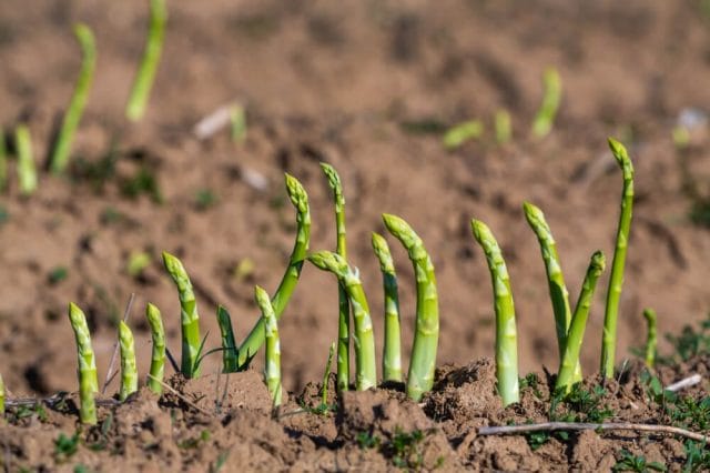 asparagus growing